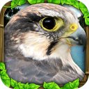 Yuklash Falcon Simulator